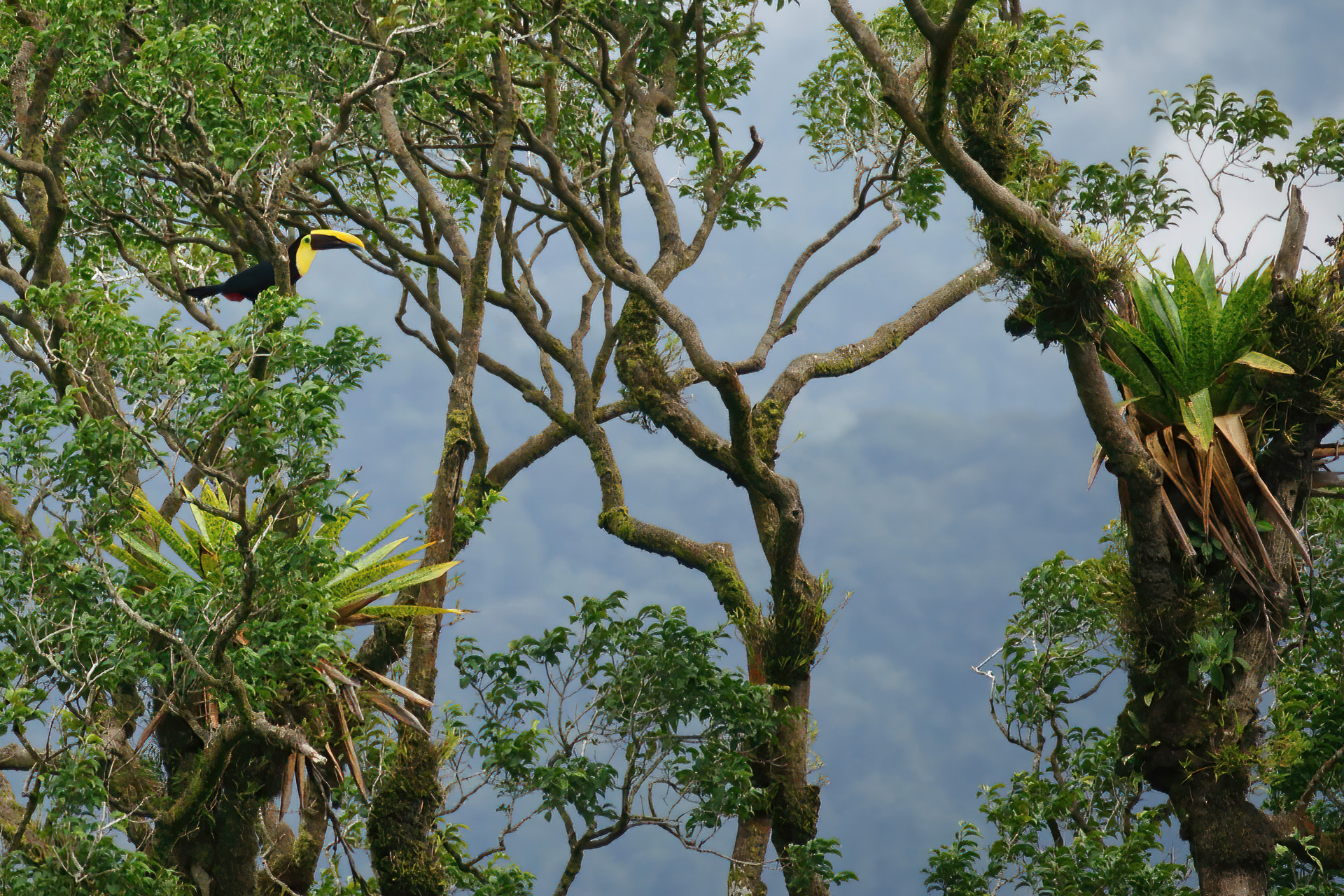 Braunrückentukan, auch Swainson-Tukan (Ramphastos swainsonii) genannt